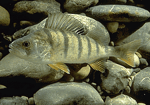 Der Flussbarsch (Perca fluviatilis) - Fisch des Jahres 2023 in Deutschland